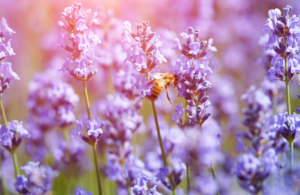 soul plan, between lives soul regression, pre birth plan, pre-birth plan, life plan, between lives, soul regression, life between lives, LBL, between lives regression, Liesel Fricke, Anneliese Fricke, life of a soul, soul regression hypnosis, soul connect hypnosis, regression hypnosis, other lives, reincarnation, karma, higher self, empath, ascension, channeling, soul, healing